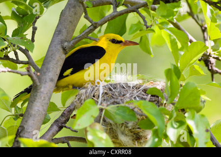 Rigogolo (Oriolus oriolus), maschio al nido in un albero da frutta, Bulgaria, Europa Foto Stock