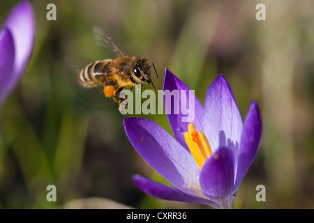 Western miele delle api (Apis mellifera) appollaiato su un fiore Crocus in un giardino, Baviera, Germania, Europa Foto Stock