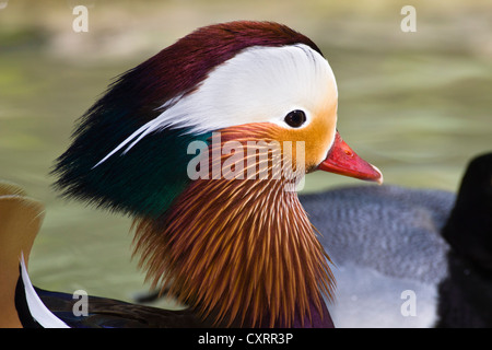 Anatra di mandarino (Aix galericulata), drake, Baviera, Germania, Europa Foto Stock