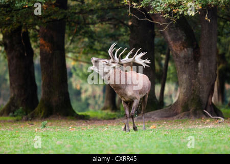 Il cervo (Cervus elaphus) bicchieratura, Germania, Europa Foto Stock