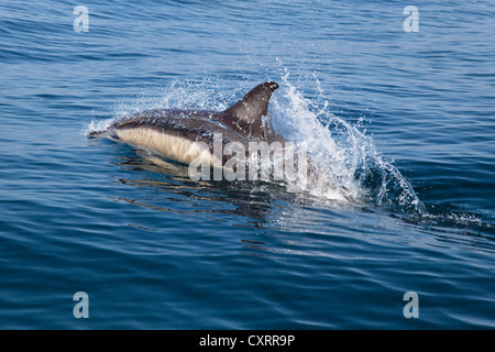 A breve becco delfino comune (Delphinus delphis), Atlantic, off in Algarve, Portogallo, Europa Foto Stock