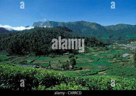 La coltivazione del tè, le piantagioni di tè, vicino a Munnar, i Ghati Occidentali montagne, Kerala, India del Sud, India, Asia Foto Stock