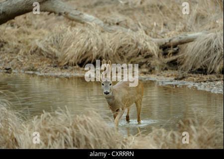 Il capriolo (Capreolus capreolus) in velluto con corna di cervo, in piedi nell'acqua, i terreni alluvionali del Danubio, Austria Inferiore, Austria Foto Stock