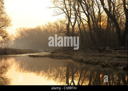 I terreni alluvionali, dawn Danube-Auen National Park, Austria Inferiore, Austria, Europa Foto Stock