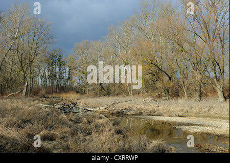 Le zone umide, le nuvole scure sul retro, Danube-Auen National Park, Austria Inferiore, Austria, Europa Foto Stock