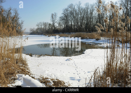 Paesaggio invernale, Danube-Auen National Park, Austria Inferiore, Austria, Europa Foto Stock