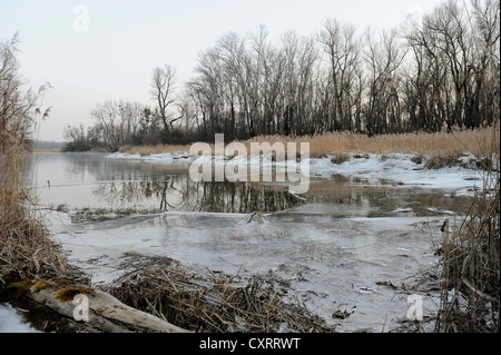 Paesaggio invernale, Danube-Auen National Park, Austria Inferiore, Austria, Europa Foto Stock