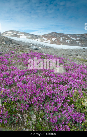 Nana (Fireweed Epilobium latifolium, Chamaenerion latifolium), Johan Petersen fiordo, est della Groenlandia, Groenlandia Foto Stock