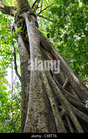 Strangler fig (Ficus sp.), Rincon de la Vieja National Park, provincia di Guanacaste, Costa Rica, America Centrale Foto Stock