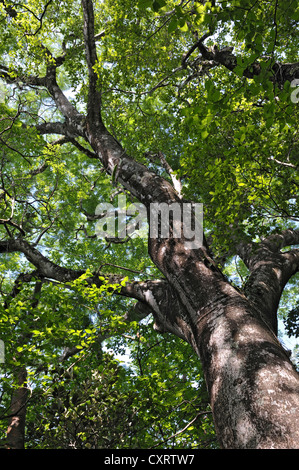 Guanacaste tree (Enterolobium cyclocarpum), albero nazionale della Costa Rica, provincia di Guanacaste, Rincon de la Vieja National Park Foto Stock