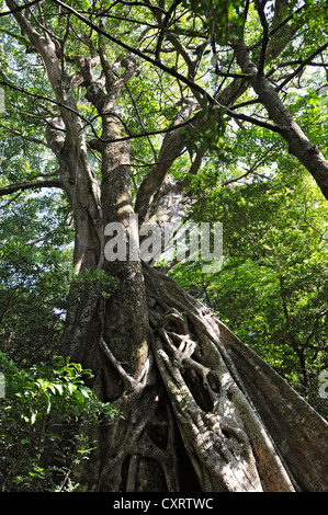 Strangler fig (Ficus sp.), provincia di Guanacaste, Rincon de la Vieja National Park, Costa Rica, America Centrale Foto Stock