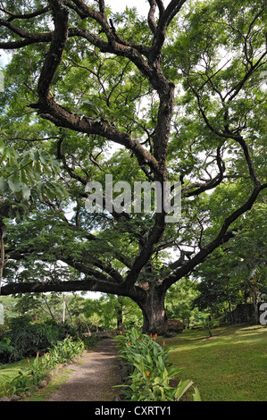 Guanacaste tree (Enterolobium cyclocarpum), albero nazionale della Costa Rica, Hacienda Guachipelin vicino la Liberia, provincia di Guanacaste Foto Stock