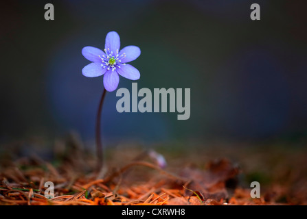 Hepatica o Liverwort (Hepatica nobilis) in forst, Weiz, regione Almenland, Stiria, Austria, Europa Foto Stock