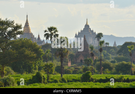 Campo pagoda, pagode buddiste, Old Bagan, Bagan, pagano, Myanmar, Birmania, Asia sud-orientale, Asia Foto Stock