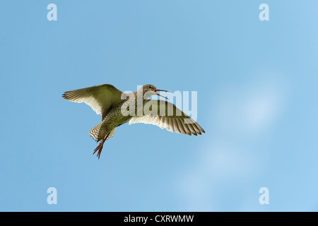 Comune (Redshank Tringa totanus) in volo, Westerhever, Schleswig-Holstein, Germania, Europa Foto Stock