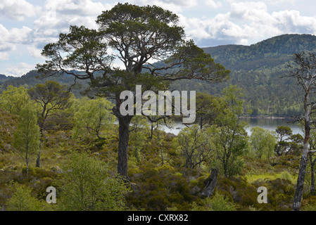 Caledonian pine (Pinus), Glen Affric, Cannich vicino a Inverness, Scotland, Regno Unito, Europa Foto Stock