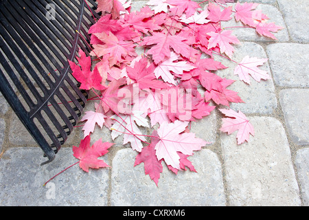 La rastrellatura caduto rosso acero esce dalla pietra del cortile Lastricatori Patio in autunno Foto Stock