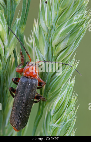 Soldato Beetle (Cantharis fusca), Bad Hersfeld, Hesse, Germania, Europa Foto Stock