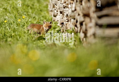 Red Fox (Vulpes vulpes vulpes), kit fox, Bad Hersfeld, Hesse, Germania, Europa Foto Stock