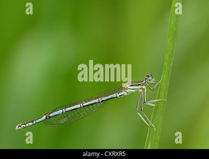 White-gambe o Damselfly Blue Featherleg (Platycnemis pennipes), femmina, Bad Hersfeld, Hesse, Germania, Europa Foto Stock