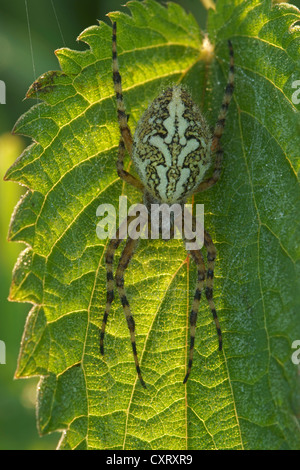 Oak Spider (Aculepeira ceropegia), Bad Hersfeld, Hesse, Germania, Europa Foto Stock