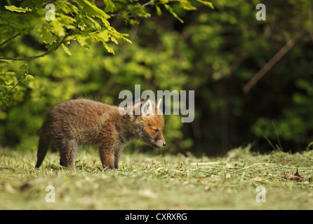 Red Fox (Vulpes vulpes vulpes), kit, Bad Hersfeld, Hesse, Germania, Europa Foto Stock