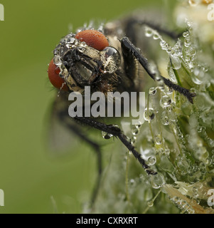 Cluster, Mosca mosca carnaria (Pollenia spec.), Bad Hersfeld, Hesse Foto Stock