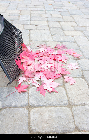 La rastrellatura caduto rosso acero esce dalla pietra del cortile Lastricatori Patio in verticale di autunno Foto Stock