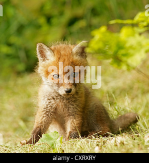 Red Fox (Vulpes vulpes vulpes), kit, Bad Hersfeld, Hesse, Germania, Europa Foto Stock