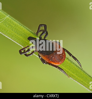 Castor bean tick (Ixodes ricinus) su una lama di erba, Hesse, Germania, Europa Foto Stock