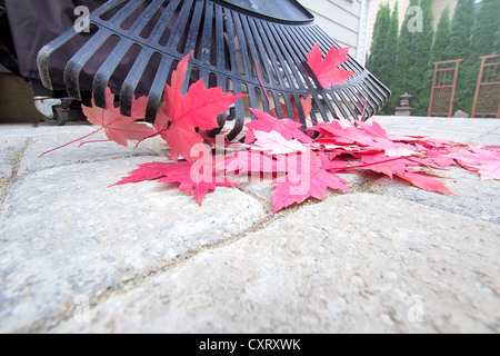 La rastrellatura caduto rosso acero esce dalla pietra del cortile Lastricatori Patio in autunno Closeup Foto Stock