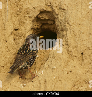 Starling (Sturnus vulgaris) al di fuori di un foro di nesting, nel nord della Bulgaria, Bulgaria, Europa Foto Stock