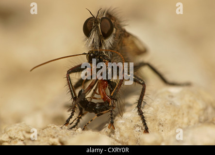 Robber fly (Asilidae) con la preda, Bulgaria, Europa Foto Stock