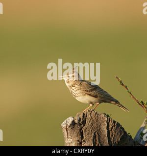 Crested lark (Galerida cristata), Northern Bulgaria Bulgaria, Europa Foto Stock