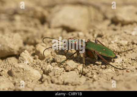 Green tiger beetle (Cicindela campestris), Northern Bulgaria Bulgaria, Europa Foto Stock
