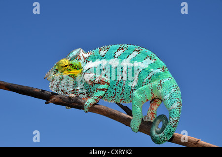 Panther Chameleon (Furcifer pardalis) sull'isola di Nosy Faly nel nord-ovest del Madagascar, Africa Foto Stock