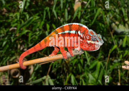 Panther Chameleon (Furcifer pardalis) nell'est delle highlands del Madagascar, Africa Foto Stock
