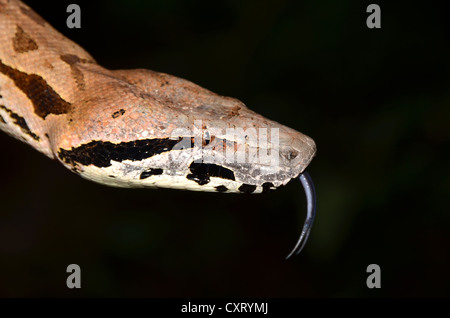 Madagascar Boa di massa (Acrantophis madagascariensis), nelle foreste del Madagascar occidentale e Africa Foto Stock