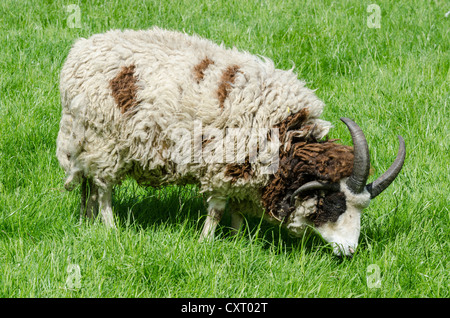 Jacob pecora con quattro corni (Ovis ammon f. aries), Germania, Europa Foto Stock