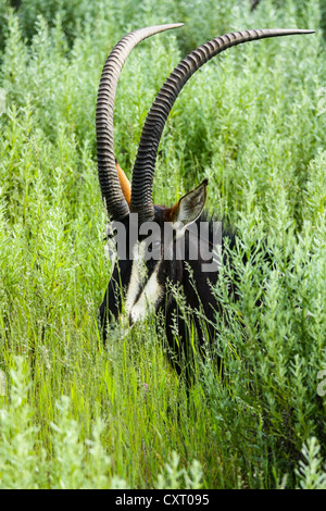 Sable Antelope (Hippotragus niger), Namibia, Africa Foto Stock