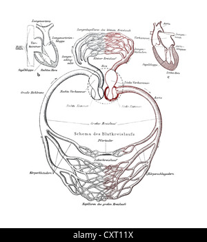 Il sistema circolatorio, illustrazione anatomica Foto Stock