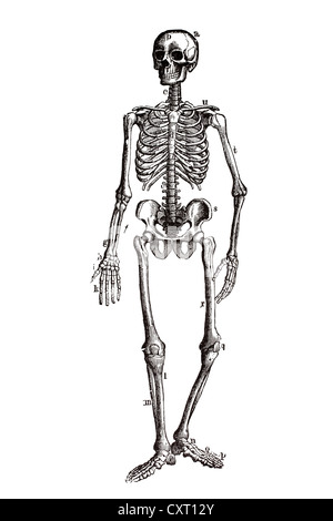 Scheletro umano, illustrazione anatomica Foto Stock