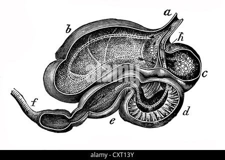 Vacca di stomaco, illustrazione anatomica Foto Stock