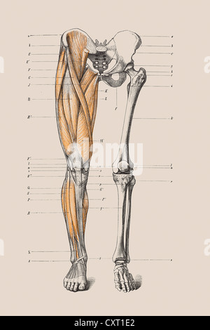Scheletro di una gamba umana, illustrazione anatomica Foto Stock