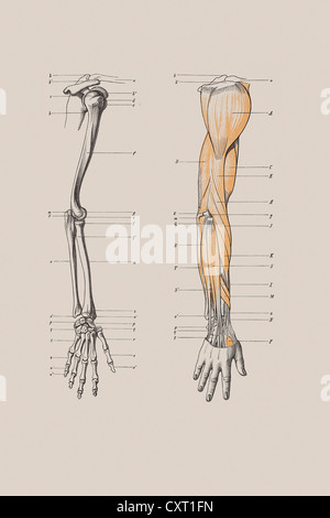 Lo scheletro di un braccio umano, illustrazione anatomica Foto Stock