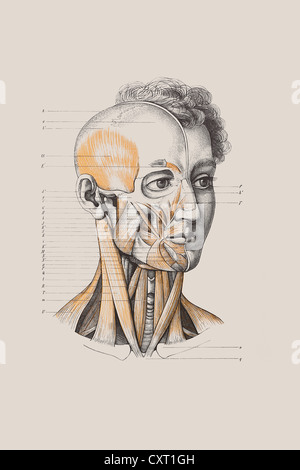 Il cranio con la struttura muscolare, illustrazione anatomica Foto Stock