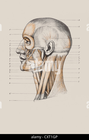 Il cranio con la struttura muscolare, illustrazione anatomica Foto Stock