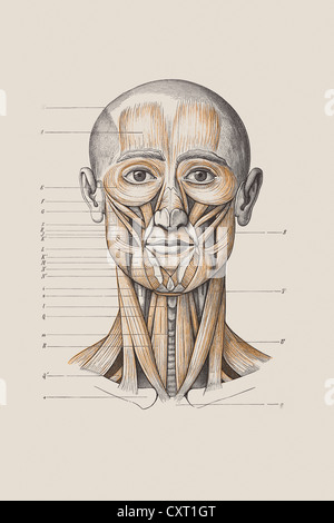 Il cranio con la struttura muscolare, illustrazione anatomica Foto Stock