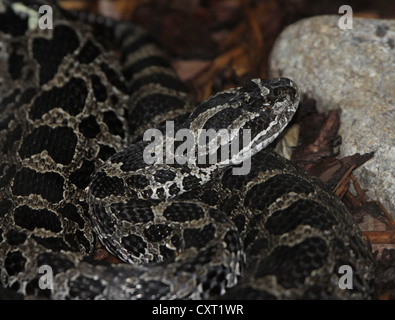 Massasauga Rattlesnake Foto Stock