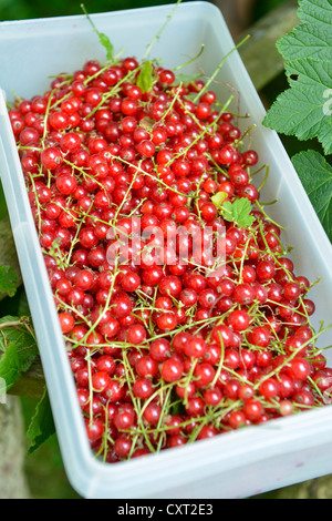 Appena raccolto rosso ribes (Ribes rubrum) Foto Stock